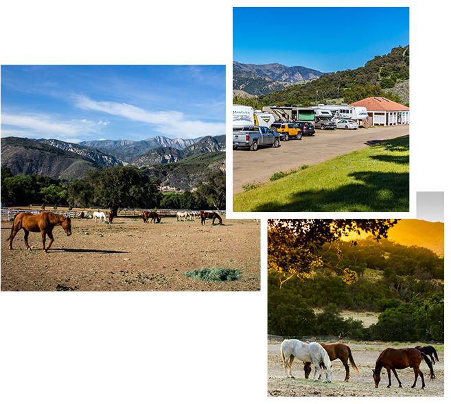 Horse Camping Collage
